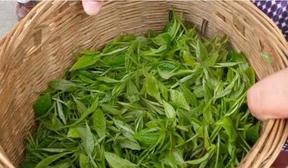 從茶臺到舞臺 30歲逆襲創業，借力煥唄成就富一代傳奇